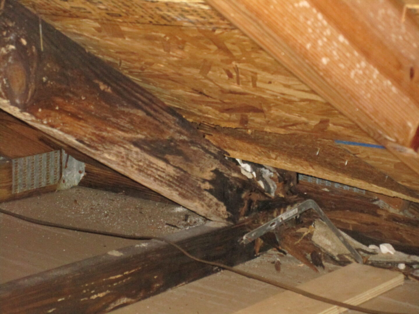 Moisture damage truss investigation, Nokomis FL